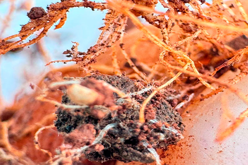 Acompanhamento técnico de campo – Fazenda Monaretto