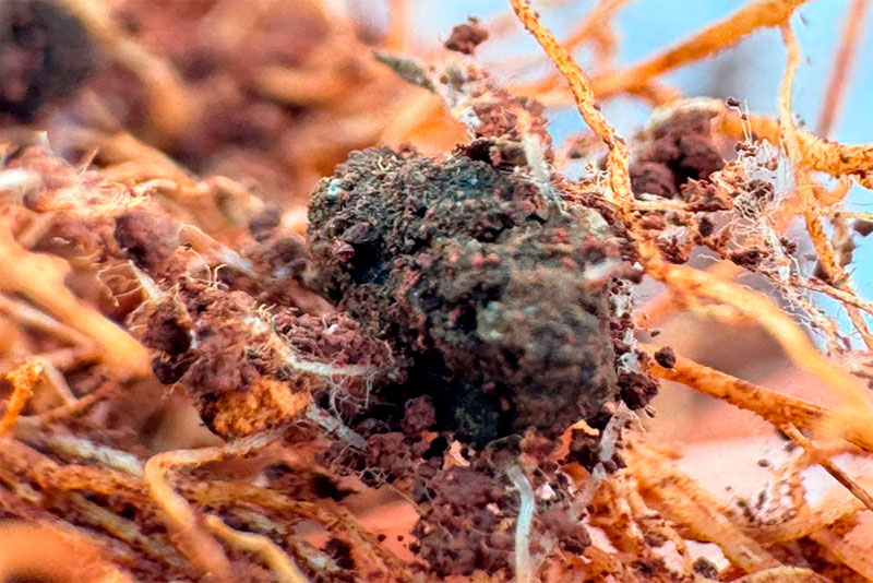 Acompanhamento técnico de campo – Fazenda Monaretto