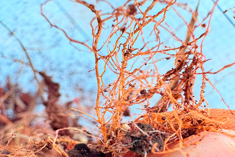 Acompanhamento técnico de campo – Fazenda Monaretto