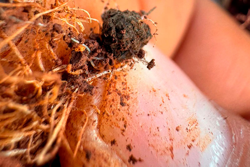 Acompanhamento técnico de campo – Fazenda Monaretto