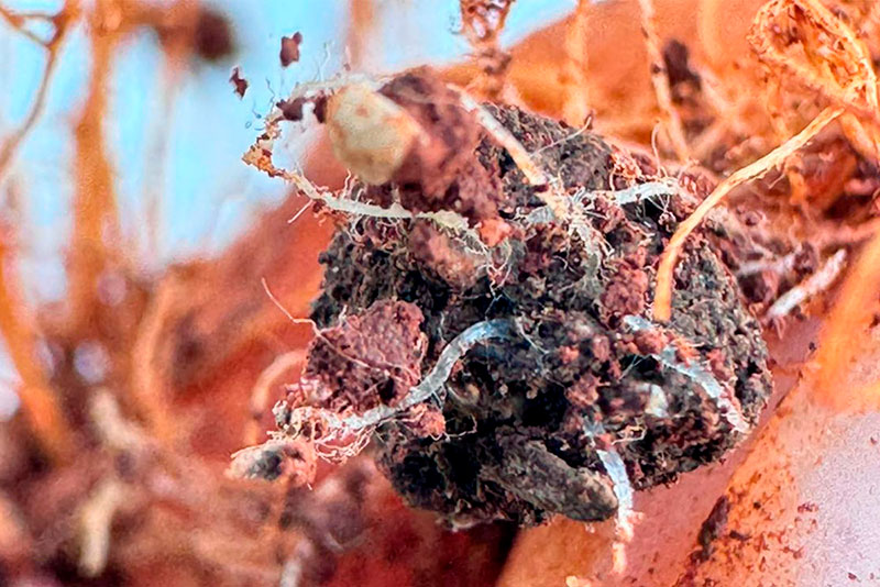 Acompanhamento técnico de campo – Fazenda Monaretto